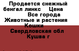 Продается снежный бенгал(линкс) › Цена ­ 25 000 - Все города Животные и растения » Кошки   . Свердловская обл.,Кушва г.